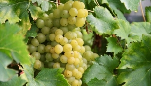 Vino, l&#039;Informatore Agrario: per i vitigni resistenti meno della metà degli agrofarmaci usati sui convenzionali