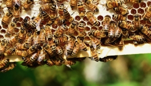 L&#039;Emilia Romagna investe 560 mila euro per il miglioramento della qualità del miele, ripopolamento alveari e salute delle api