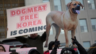 Corea del Sud. I cittadini votano per divieto di produzione e vendita di carne di cane