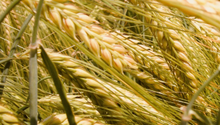 “Cereali e dintorni” - Fiacco il mercato del grano.