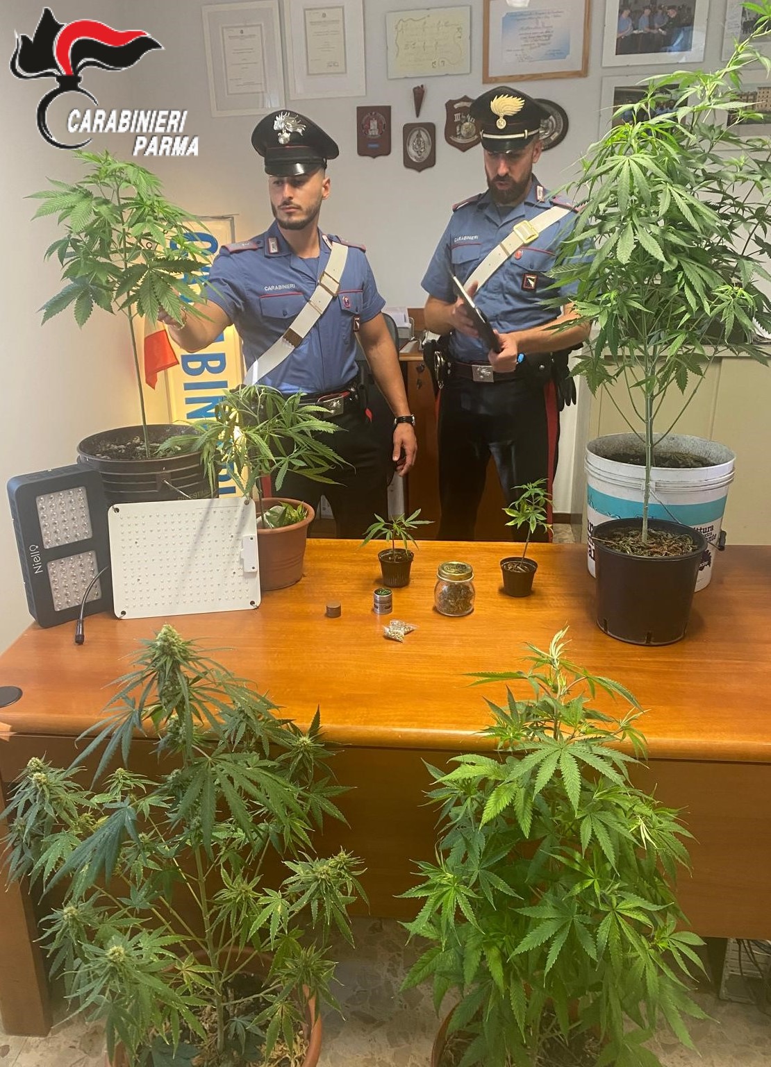 06.08.2024_Calestano_foto_x_detenzione_detenzione_e_coltivazione_di_stupefacente_Marjuana.jpg