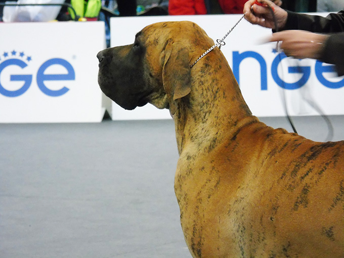 Esposizione Internazionale Canina Modenafiere razze cani3