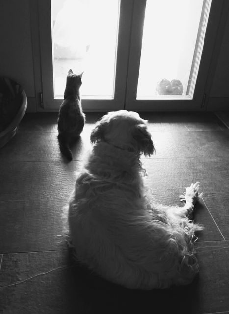 Penny e Luna cane gatto linguaggio animali