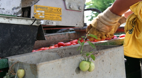 raccolta meccanica del pomodoro