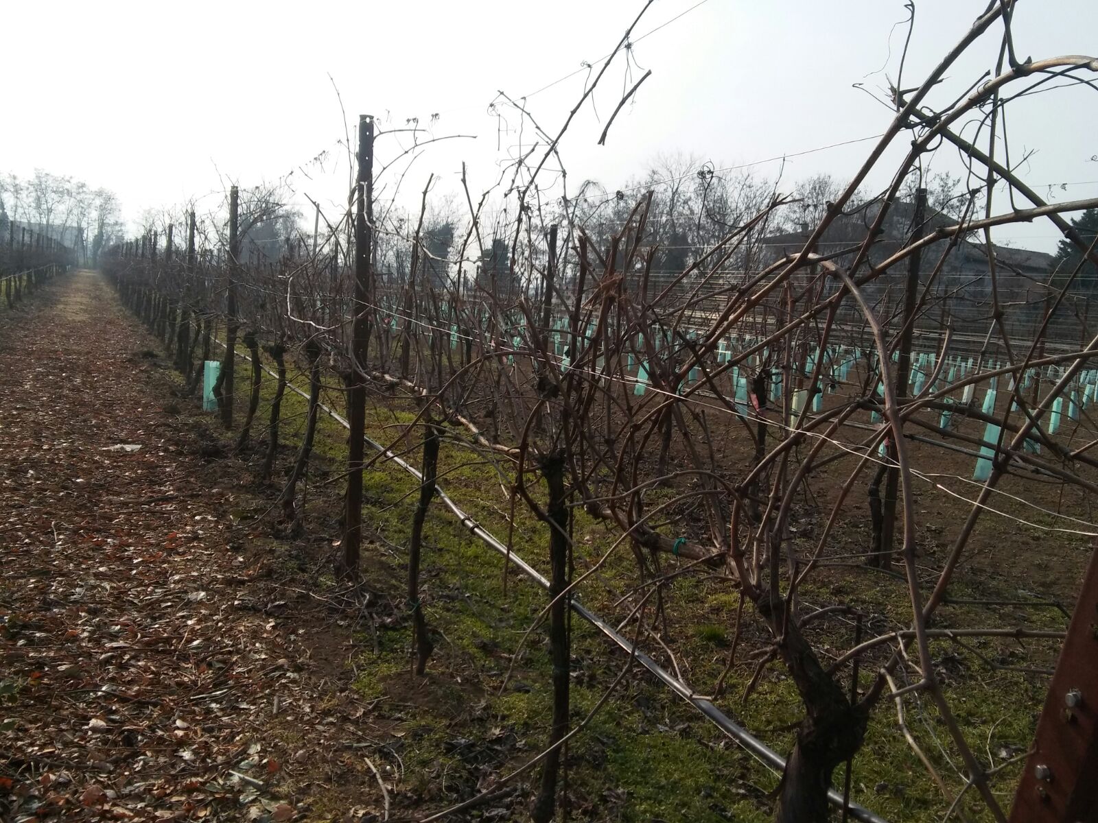 viticultura-vitigno-Scandiano-ReggioEmilia2
