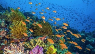 Scoperta una barriera corallina al largo della costa pugliese.