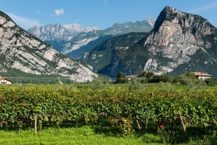 Tra i vigneti della Valle dei Laghi