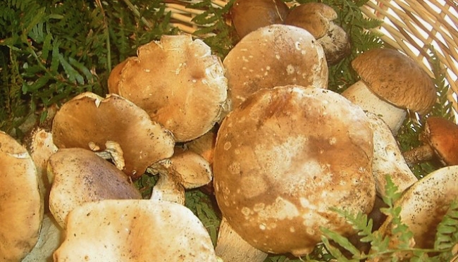 I funghi: come consumarli in sicurezza: un convegno a Bedonia organizzato dall&#039;AUSL
