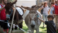 Torna la pet therapy all&#039;Ospedale dei bambini con gli asinelli Giannetta e Maurizio