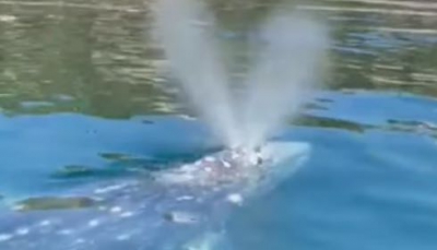 La Balena Grigia si fa rivedere in occasione della Giornata Mondiale della Terra