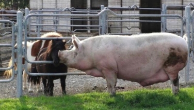 gli animali dell&#039;agriturismo La Falda di Campogalliano si sono salvati