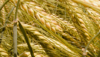 Allergia al grano, come riconoscerne i sintomi