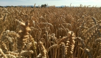 Cereali e dintorni. Le regole di mercato sono salate!