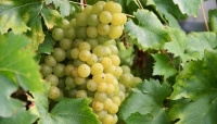 Vino, l'Informatore Agrario: per i vitigni resistenti meno della metà degli agrofarmaci usati sui convenzionali