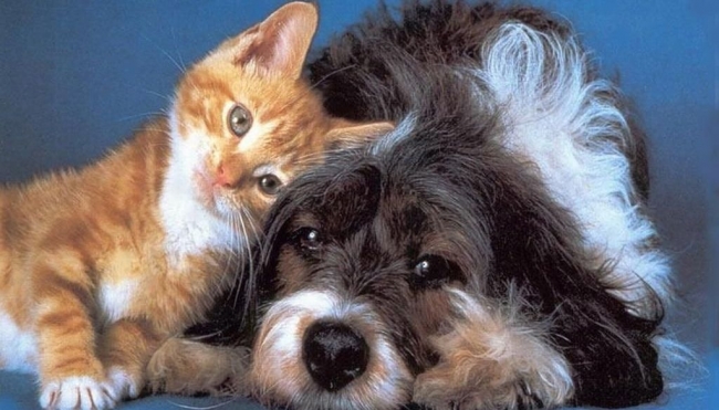 Cani e gatti in ospedale se richiesto dal paziente: nuova disciplina sugli animali d&#039; affezione