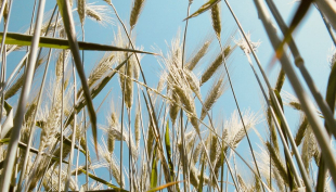 Cereali e dintorni. La discesa dei prezzi continua