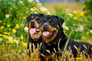 Assolto il proprietario dei rottweiler che uccisero una cagnolina