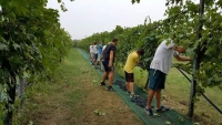 I ragazzi durante la vendemmia