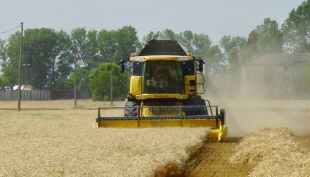 -2,3% la produzione mondiale di frumento duro.