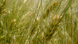 Cereali e dintorni. Non è un “Pesce d’Aprile”