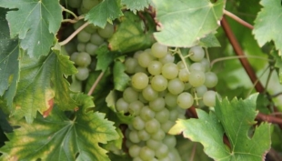 Bollicina non significa &#039;prosecchino&#039;. Perché tutto ciò che è frizzante non è prosecco, almeno non solo quello! Facciamo chiarezza e ...bella figura!