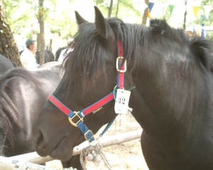 Sicurezza alimentare, carne di cavallo: uno scandalo alimentare all&#039;anno