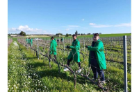Giovani e lavoro: nuove leve per la filiera siciliana del vino
