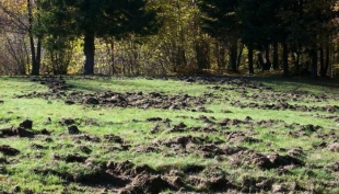 Parma, i danni all&#039; agricoltura causati dagli ungulati