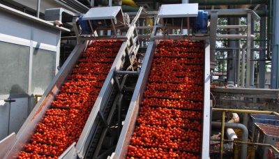 Pomodoro, produzione al di sotto della media degli anni passati
