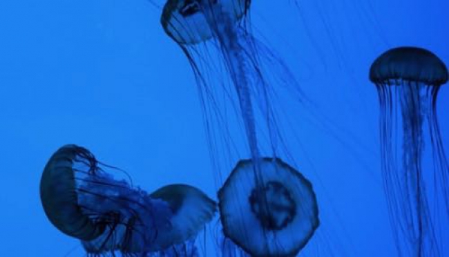 Il ritorno delle meduse in adriatico, come convivere