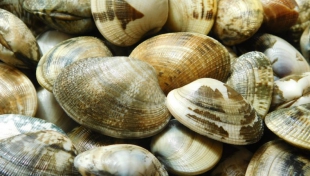 Vongole, confermata la deroga, Paesanti (Confcooperative Fedagripesca) &quot;Ora un tavolo Italia-Spagna per definire nuove regole”