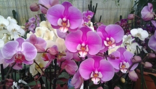 Mostra di orchidee alla cooperativa sociale Solgarden di Sassuolo
