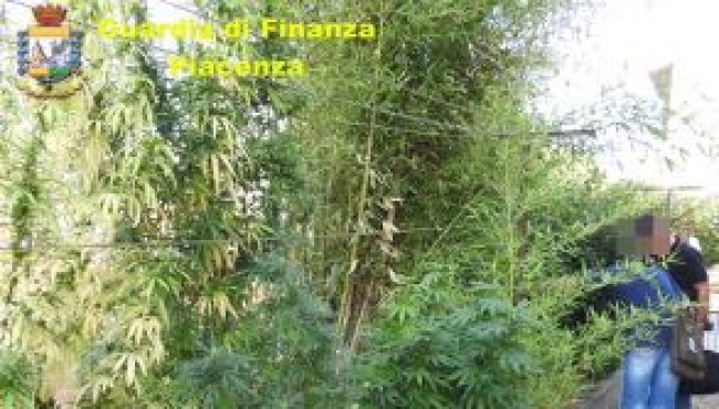 Guardia di finanza, Piacenza. trasforma la casa in una serra per la produzione di marijuana: arrestato.