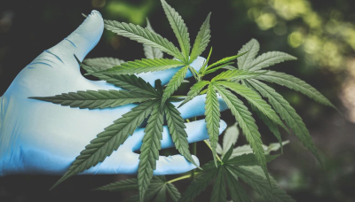 Vendita vietata di derivati della cannabis. Sequestrato sito internet