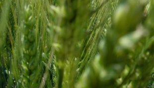 Cereali e dintorni. Dall&#039;USDA la sorpresa del grano.