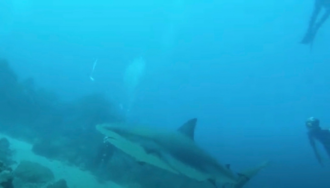 Incontro con gli squali mako! (Video)