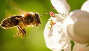 Invertire la rotta, oggi: l’imperativo della tutela della biodiversità