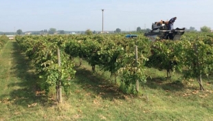 Vino: Vendemmia scarsa ma l&#039;Italia resta leader produzione mondiale