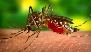 West Nile: i consigli per difendersi dalle punture di zanzara 