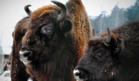 L'impressionante agilità di un bisonte - (Video)