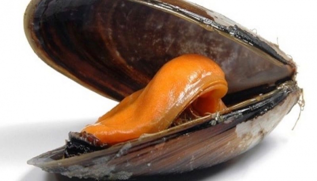 Allarme cozze -  Italia, ritiro dei molluschi refrigerati