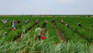 Agricoltura: al lavoro per esenzione sanzioni contributi agricoli