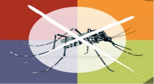 Zanzara tigre, per tre notti disinfestazione straordinaria in via Traversetolo. Precauzioni da adottare.