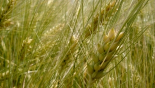 Cereali e dintorni. Confermate le minori produzioni argentine.