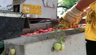 Ismea: le dinamiche dell&#039;agricoltura e dell&#039;industria agroalimentare