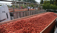 Pomodoro, conclusa la campagna 2022 nel Nord Italia 