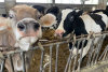 Cento euro ogni mucca che inquina: in Europa la distruttiva agenda 2030 è realtà