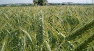 Pala Meccanica in azienda agricola con Biogas