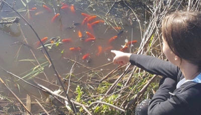 Specie aliene invasive, migliaia di pesci rossi riversati nelle campagne adiacenti ai Bacini di Ugento