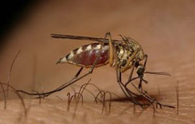 Non confermato il caso di virus dengue